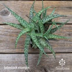 Aloe Quicksilver - Succulent -Plant Seed Store apo aloe quicksilver green top