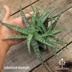 Aloe Quicksilver - Succulent -Plant Seed Store apo aloe quicksilver supersize
