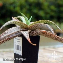 Aloe Quicksilver - Succulent -Plant Seed Store apo aloe quicksilver tubestock 1