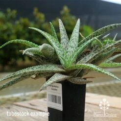 Aloe Quicksilver - Succulent -Plant Seed Store apo aloe quicksilver tubestock 2