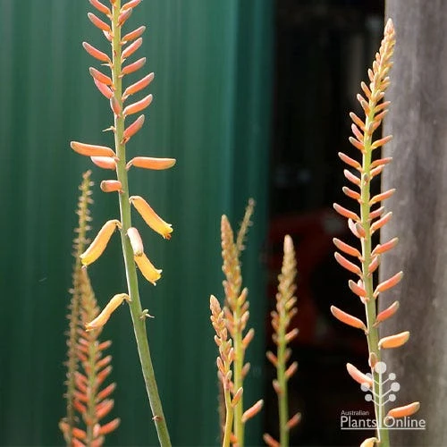 Aloe Vera - Succulent 9 Aloe Vera - Succulent - Image 9