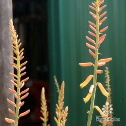 Aloe Vera - Succulent 26 Aloe Vera - Succulent -Plant Seed Store apo aloe vera buds2