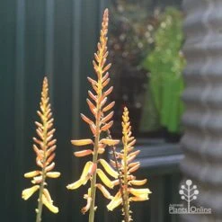 Aloe Vera - Succulent 17 Aloe Vera - Succulent -Plant Seed Store apo aloe vera flowers winter