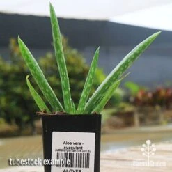 Aloe Vera - Succulent 20 Aloe Vera - Succulent -Plant Seed Store apo aloe vera tubestock