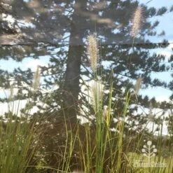 Pennisetum Alopecuroides - Swamp Fountain Grass 19 Pennisetum Alopecuroides - Swamp Fountain Grass -Plant Seed Store apo alopecuroides in nursery2