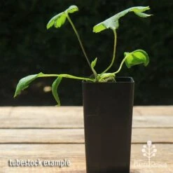 Anemone Fall In Love Sweetly- Japanese Anemone 7 Anemone Fall In Love Sweetly- Japanese Anemone -Plant Seed Store apo anemone fall in love tubestock