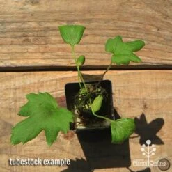 Anemone Fall In Love Sweetly- Japanese Anemone 9 Anemone Fall In Love Sweetly- Japanese Anemone -Plant Seed Store apo anemone fall in love tubestock top