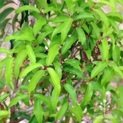 Backhousia Anisata - Aniseed Myrtle 12 Backhousia Anisata - Aniseed Myrtle -Plant Seed Store apo anisata foliage