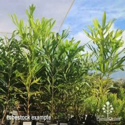 Grevillea Baileyana - Brown Silky Oak 24 Grevillea Baileyana - Brown Silky Oak -Plant Seed Store apo april baileyana