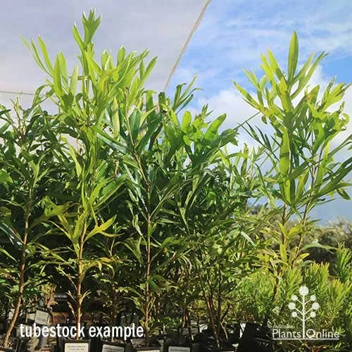 Grevillea Baileyana - Brown Silky Oak 8 Grevillea Baileyana - Brown Silky Oak - Image 8