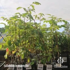 Burdekin Plum - Pleiogynium 14 Burdekin Plum - Pleiogynium -Plant Seed Store apo april burdekin