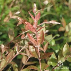 Austromyrtus Blush - Pink Midgem Berry -Plant Seed Store apo austromyrtus blush foliage