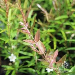 Austromyrtus Blush - Pink Midgem Berry -Plant Seed Store apo austromyrtus blush leaf colour