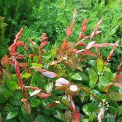 Austromyrtus Blush - Pink Midgem Berry -Plant Seed Store apo austromyrtus blush new foliage