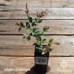 Austromyrtus Blush - Pink Midgem Berry -Plant Seed Store apo austromyrtus blush tubestock