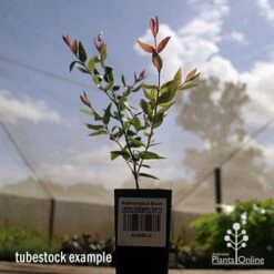Austromyrtus Blush - Pink Midgem Berry -Plant Seed Store apo austromyrtus blush tubestock2