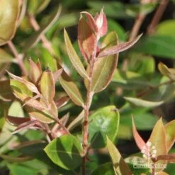 Austromyrtus Blush - Pink Midgem Berry -Plant Seed Store apo austromyrtus blush winter colour