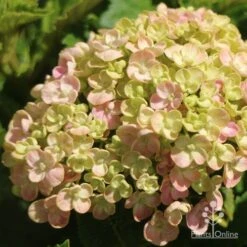 Hydrangea Ayesha -Plant Seed Store apo ayesha hydrangea buds