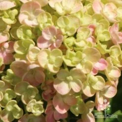 Hydrangea Ayesha -Plant Seed Store apo ayesha hydrangea buds close