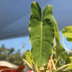Philodendron Imbe -Plant Seed Store apo baby imbe leaf