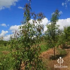 Backhousia Anisata - Aniseed Myrtle 14 Backhousia Anisata - Aniseed Myrtle -Plant Seed Store apo backhousia anisata habit