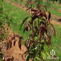 Backhousia Anisata - Aniseed Myrtle 13 Backhousia Anisata - Aniseed Myrtle -Plant Seed Store apo backhousia anisata leaf colour