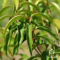 Backhousia Anisata - Aniseed Myrtle 16 Backhousia Anisata - Aniseed Myrtle -Plant Seed Store apo backhousia anisata leaves