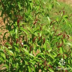 Backhousia Anisata - Aniseed Myrtle 18 Backhousia Anisata - Aniseed Myrtle -Plant Seed Store apo backhousia anisata new leaves