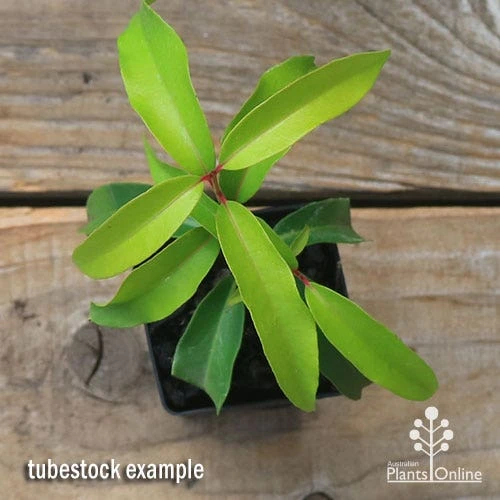 Backhousia Anisata - Aniseed Myrtle 10 Backhousia Anisata - Aniseed Myrtle - Image 10