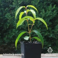 Backhousia Anisata - Aniseed Myrtle 15 Backhousia Anisata - Aniseed Myrtle -Plant Seed Store apo backhousia anisata tubestock2