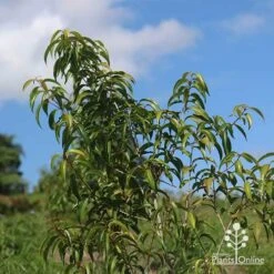 Backhousia Anisata - Aniseed Myrtle 17 Backhousia Anisata - Aniseed Myrtle -Plant Seed Store apo backhousia anisata young