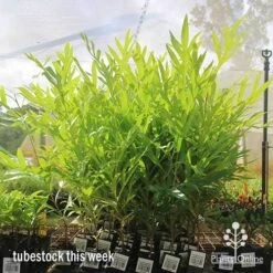 Grevillea Baileyana - Brown Silky Oak 19 Grevillea Baileyana - Brown Silky Oak -Plant Seed Store apo baileyana big