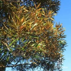 Grevillea Baileyana - Brown Silky Oak 31 Grevillea Baileyana - Brown Silky Oak -Plant Seed Store apo baileyana gold foliage