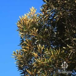 Grevillea Baileyana - Brown Silky Oak 32 Grevillea Baileyana - Brown Silky Oak -Plant Seed Store apo baileyana gold leaf