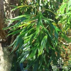 Grevillea Baileyana - Brown Silky Oak 27 Grevillea Baileyana - Brown Silky Oak -Plant Seed Store apo baileyana green foliage