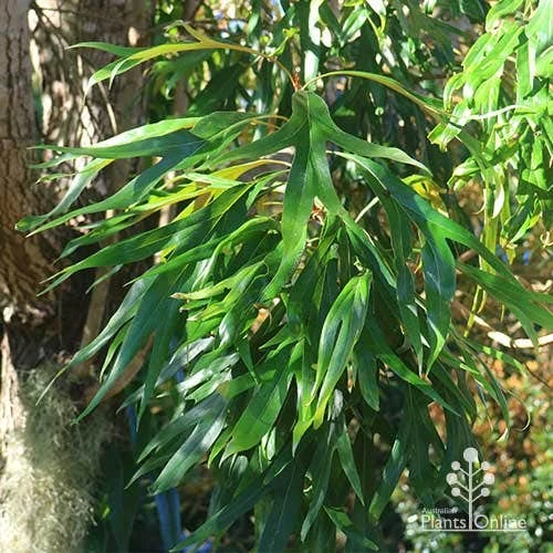 Grevillea Baileyana - Brown Silky Oak 11 Grevillea Baileyana - Brown Silky Oak - Image 11