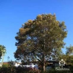 Grevillea Baileyana - Brown Silky Oak 22 Grevillea Baileyana - Brown Silky Oak -Plant Seed Store apo baileyana tree nursery reverse