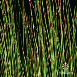 Baloskion - Tassel Cord Rush -Plant Seed Store apo baloskion banding