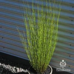 Baloskion - Tassel Cord Rush -Plant Seed Store apo baloskion potted
