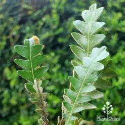 Banksia Blechnifolia 23 Banksia Blechnifolia -Plant Seed Store apo banksia blechnifolia tubestock close