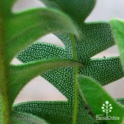 Banksia Blechnifolia 16 Banksia Blechnifolia -Plant Seed Store apo banksia blechnifolia under leaf