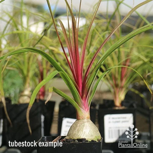 Beaucarnea - Ponytail Palm 2 Beaucarnea - Ponytail Palm - Image 2