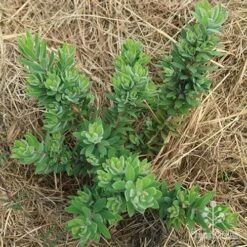 Callistemon Better John 15 Callistemon Better John -Plant Seed Store apo better john above