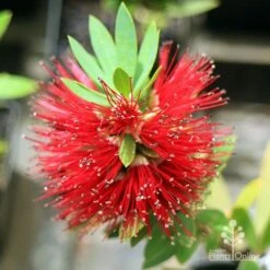 Callistemon Better John 12 Callistemon Better John -Plant Seed Store apo better john callistemon flower