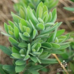 Callistemon Better John 14 Callistemon Better John -Plant Seed Store apo better john foliage closeup