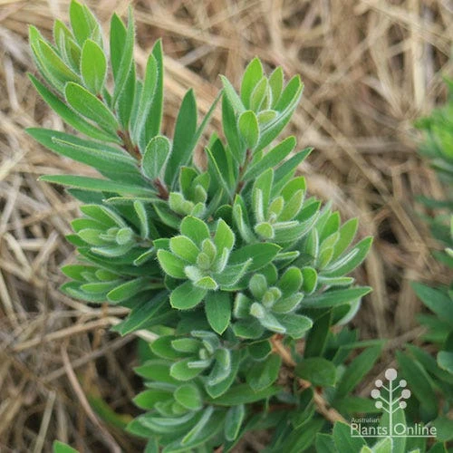 Callistemon Better John 8 Callistemon Better John - Image 8