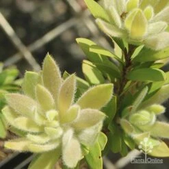 Callistemon Better John 17 Callistemon Better John -Plant Seed Store apo better john new fluffy leaf