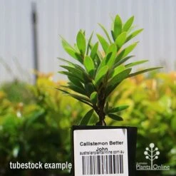 Callistemon Better John 11 Callistemon Better John -Plant Seed Store apo better john tubestock