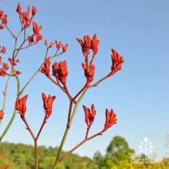 Anigozanthos Big Red - Kangaroo Paw 13 Anigozanthos Big Red - Kangaroo Paw -Plant Seed Store apo big red at farm