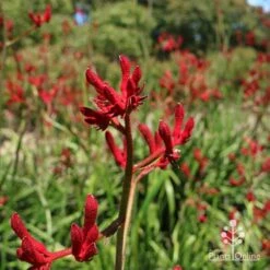 Anigozanthos Big Red - Kangaroo Paw 12 Anigozanthos Big Red - Kangaroo Paw -Plant Seed Store apo big red kangaroo paw flower